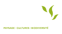 Mugo