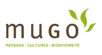 Mugo