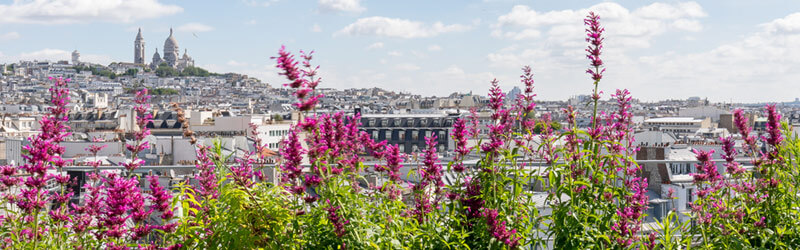 Jardin comestible sur le toit de Pernod Ricard à la gare Saint-Lazare