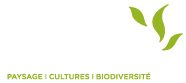 Mugo